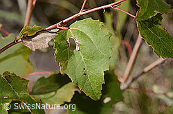 Zitterpappel (Populus tremula) (C357329)