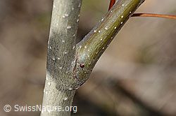Zitterpappel (Populus tremula) (C357331)