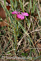 Gewöhnliche Kartäuser-Nelke (Dianthus carthusianorum) (C357333) Gewöhnliche Kartäuser-Nelke (Dianthus carthusianorum) (C357333)