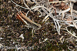 Verkannter Grashüpfer (Chorthippus mollis) (C357338)