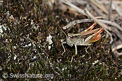 Verkannter Grashüpfer (Chorthippus mollis) (C357341)