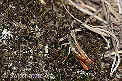 Verkannter Grashüpfer (Chorthippus mollis) (C357344)