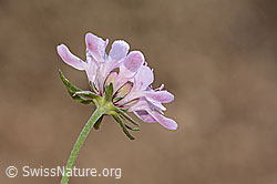 Gemeine Skabiose (Scabiosa columbaria) (C357353)