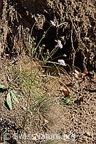 Gemeine Skabiose (Scabiosa columbaria) (C357356)