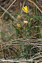 Doldiges Habichtskraut (Hieracium umbellatum) (13.10.2025, C357368)