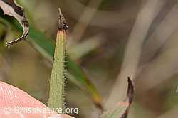 Doldiges Habichtskraut (Hieracium umbellatum) (C357373) Doldiges Habichtskraut (Hieracium umbellatum) (C357373)