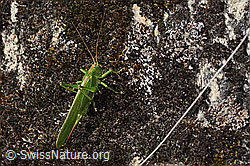 Grünes Heupferd (Tettigonia viridissima) (C357376) Grünes Heupferd (Tettigonia viridissima) (C357376)