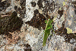 Grünes Heupferd (Tettigonia viridissima) (C357378) Grünes Heupferd (Tettigonia viridissima) (C357378)