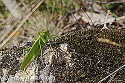 Grünes Heupferd (Tettigonia viridissima) (C357380) Grünes Heupferd (Tettigonia viridissima) (C357380)