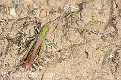 Verkannter Grashüpfer (Chorthippus mollis) (C357396)