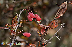 Gewöhnliche Berberitze (Berberis vulgaris) (C357417) Gewöhnliche Berberitze (Berberis vulgaris) (C357417)