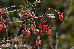 Gewöhnliche Berberitze (Berberis vulgaris) (C357418) Gewöhnliche Berberitze (Berberis vulgaris) (C357418)
