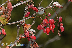 Gewöhnliche Berberitze (Berberis vulgaris) (13.10.2025, C357419)