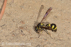 Eumenes subpomiformis (Töpferwespe) (C357444) Eumenes subpomiformis (Töpferwespe) (C357444)