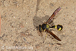 Eumenes subpomiformis (Töpferwespe) (C357445) Eumenes subpomiformis (Töpferwespe) (C357445)