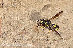 Eumenes subpomiformis (Töpferwespe) (C357448) Eumenes subpomiformis (Töpferwespe) (C357448)