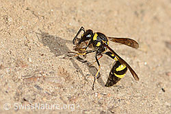Eumenes subpomiformis (Töpferwespe) (C357452) Eumenes subpomiformis (Töpferwespe) (C357452)
