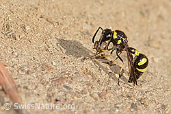 Eumenes subpomiformis (Töpferwespe) (13.10.2025, C357454)