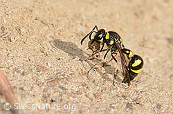 Eumenes subpomiformis (Töpferwespe) (C357455) Eumenes subpomiformis (Töpferwespe) (C357455)
