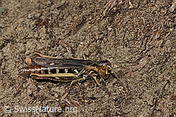 Verkannter Grashüpfer (Chorthippus mollis) (C357819)