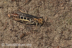Verkannter Grashüpfer (Chorthippus mollis) (C357820)