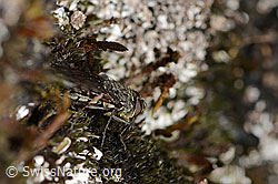 Graugelbe Polsterfliege (Pollenia rudis) (C357827)