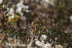 Graugelbe Polsterfliege (Pollenia rudis) (C357831)