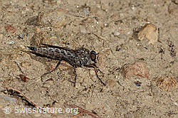 Wahrscheinlich Kleine Raubfliege (Tolmerus pyragra) (C357833)