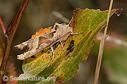 Achateule (Phlogophora meticulosa) (16.10.2025, C357848)