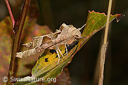 Achateule (Phlogophora meticulosa) (C357851) Achateule (Phlogophora meticulosa) (C357851)
