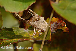 Achateule (Phlogophora meticulosa) (C357852) Achateule (Phlogophora meticulosa) (C357852)