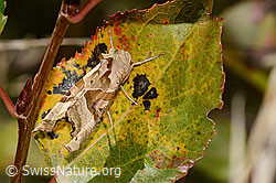 Achateule (Phlogophora meticulosa) (C357853) Achateule (Phlogophora meticulosa) (C357853)