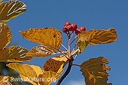 Echte Mehlbeere (Sorbus aria) (16.10.2025, C357860)