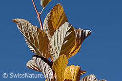 Echte Mehlbeere (Sorbus aria) (C357863) Echte Mehlbeere (Sorbus aria) (C357863)
