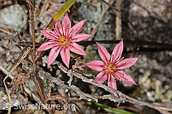 Spinnweb-Hauswurz (Sempervivum arachnoideum) (16.10.2025, C357872)