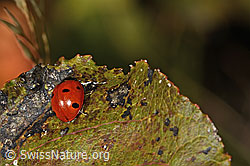 Siebenpunkt-Marienkäfer (Coccinella septempunctata) (C357894) Siebenpunkt-Marienkäfer (Coccinella septempunctata) (C357894)
