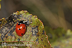 Siebenpunkt-Marienkäfer (Coccinella septempunctata) (C357899) Siebenpunkt-Marienkäfer (Coccinella septempunctata) (C357899)