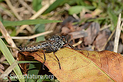 Kleine Raubfliege (Tolmerus pyragra) (C357917)