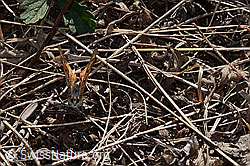 Kleiner Feuerfalter (Lycaena phlaeas) (C357943)