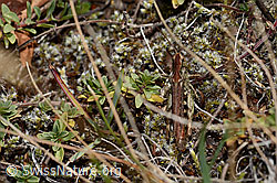 Verkannter Grashüpfer (Chorthippus mollis) (C357965)