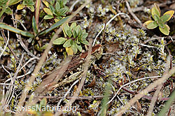 Verkannter Grashüpfer (Chorthippus mollis) (C357968)