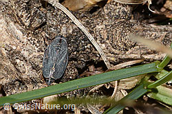 C358126: Thymianzirpe (Goniagnathus brevis)