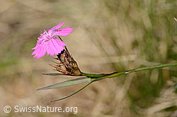 Gewöhnliche Kartäuser-Nelke (Dianthus carthusianorum) (C358160)