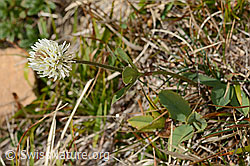 Berg-Klee (Trifolium montanum) (18.10.2025, C358267)
