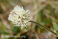 Berg-Klee (Trifolium montanum) (18.10.2025, C358269)