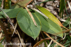 Berg-Klee (Trifolium montanum) (C358271)