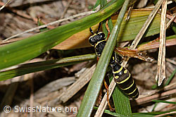 Berg-Feldwespe (Polistes biglumis) (C358302)
