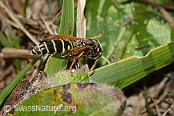 Berg-Feldwespe (Polistes biglumis) (C358305)