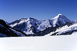 DIA88206: Dreieckhorn und Aletschhorn