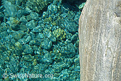 DIA93295: Steine in der Verzasca